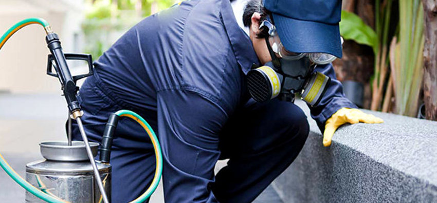 man removing pest