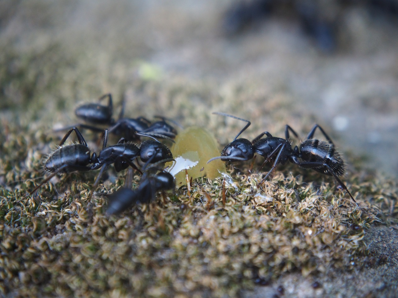 termite infestation
