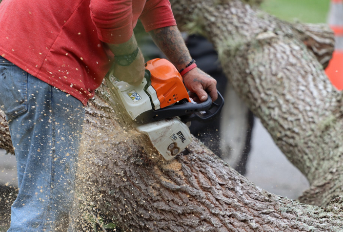 arborist